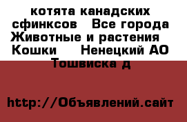котята канадских сфинксов - Все города Животные и растения » Кошки   . Ненецкий АО,Тошвиска д.
